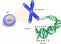 Wat is telomerase?