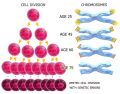 Waarom zijn telomeren belangrijk?