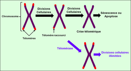 Mecanisme_telomere.jpg