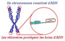 telomere-telomerase-wikipedia.jpg