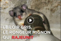 Le loir gris, ce petit rongeur qui pourrait rajeunir l'Homme ?