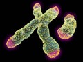 What are chromosomes?