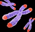 What are telomeres?